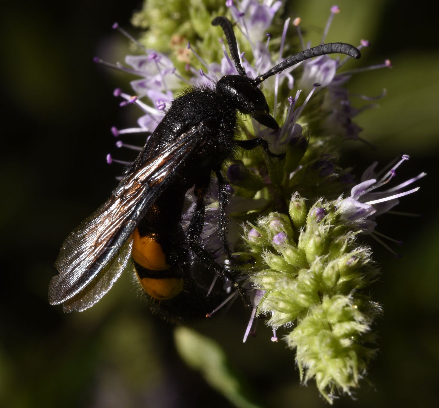 Scoliidae: maschio di Scolia hirta